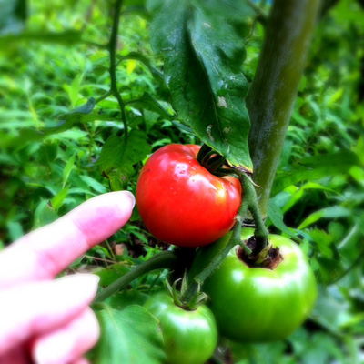 20110702-tomato.jpg