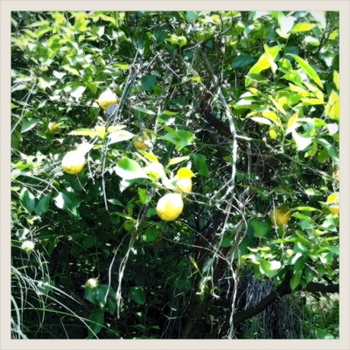 20110516-lemon.JPG